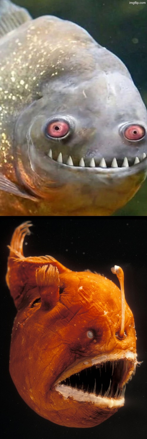 Fish Teefies | image tagged in cursed images,what a terrible day to have eyes,excuse me wtf,teeth,nightmare fuel,can't unsee | made w/ Imgflip meme maker