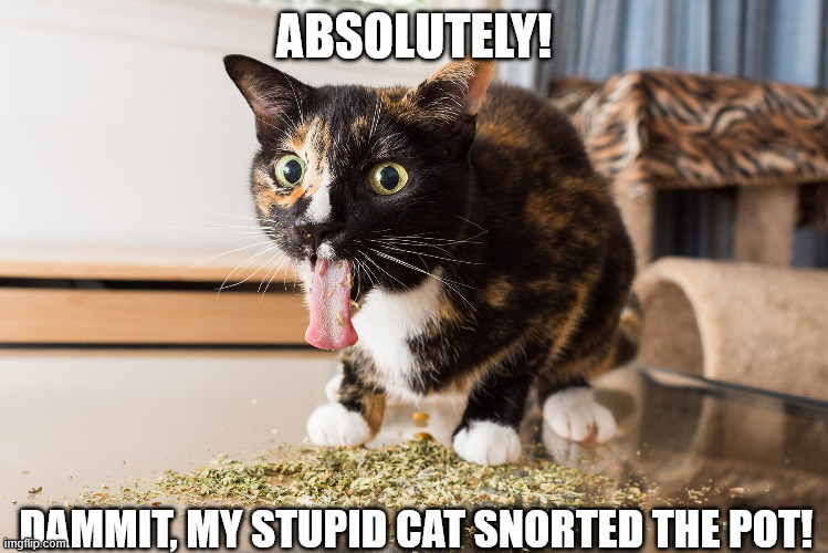 DRUG ADDICT | ABSOLUTELY! DAMMIT, MY STUPID CAT SNORTED THE POT! | image tagged in drug addict | made w/ Imgflip meme maker