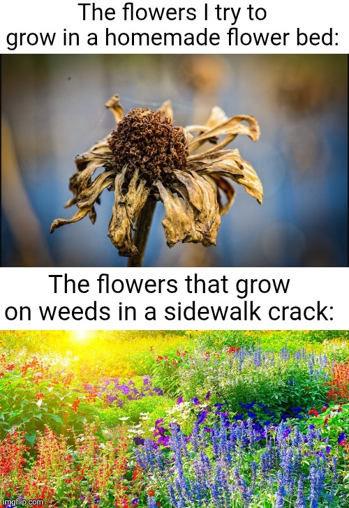 Somehow those cool yellow or white flowers thrive in the dumbest places | The flowers I try to grow in a homemade flower bed:; The flowers that grow on weeds in a sidewalk crack: | image tagged in blank white template,flowers,relatable,sidewalk,plants,colorful | made w/ Imgflip meme maker