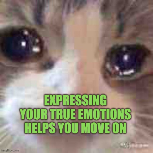 Expressing your true emotions helps you move on | EXPRESSING YOUR TRUE EMOTIONS HELPS YOU MOVE ON | image tagged in cat cri,emotions,autism,moving on,crying | made w/ Imgflip meme maker