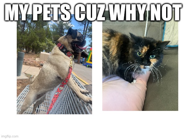 The dog’s name is Soup, the cat is Cuteness | MY PETS CUZ WHY NOT | image tagged in pets | made w/ Imgflip meme maker