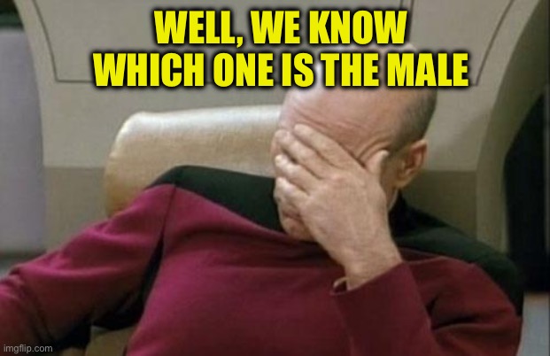 Captain Picard Facepalm Meme | WELL, WE KNOW WHICH ONE IS THE MALE | image tagged in memes,captain picard facepalm | made w/ Imgflip meme maker