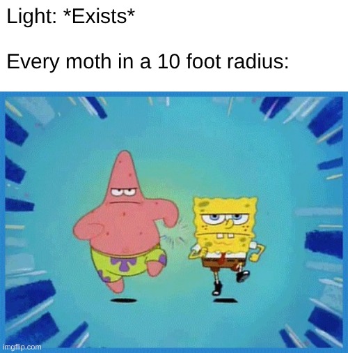 Spongebob and Patrick Running | Light: *Exists*
 
Every moth in a 10 foot radius: | image tagged in spongebob and patrick running | made w/ Imgflip meme maker