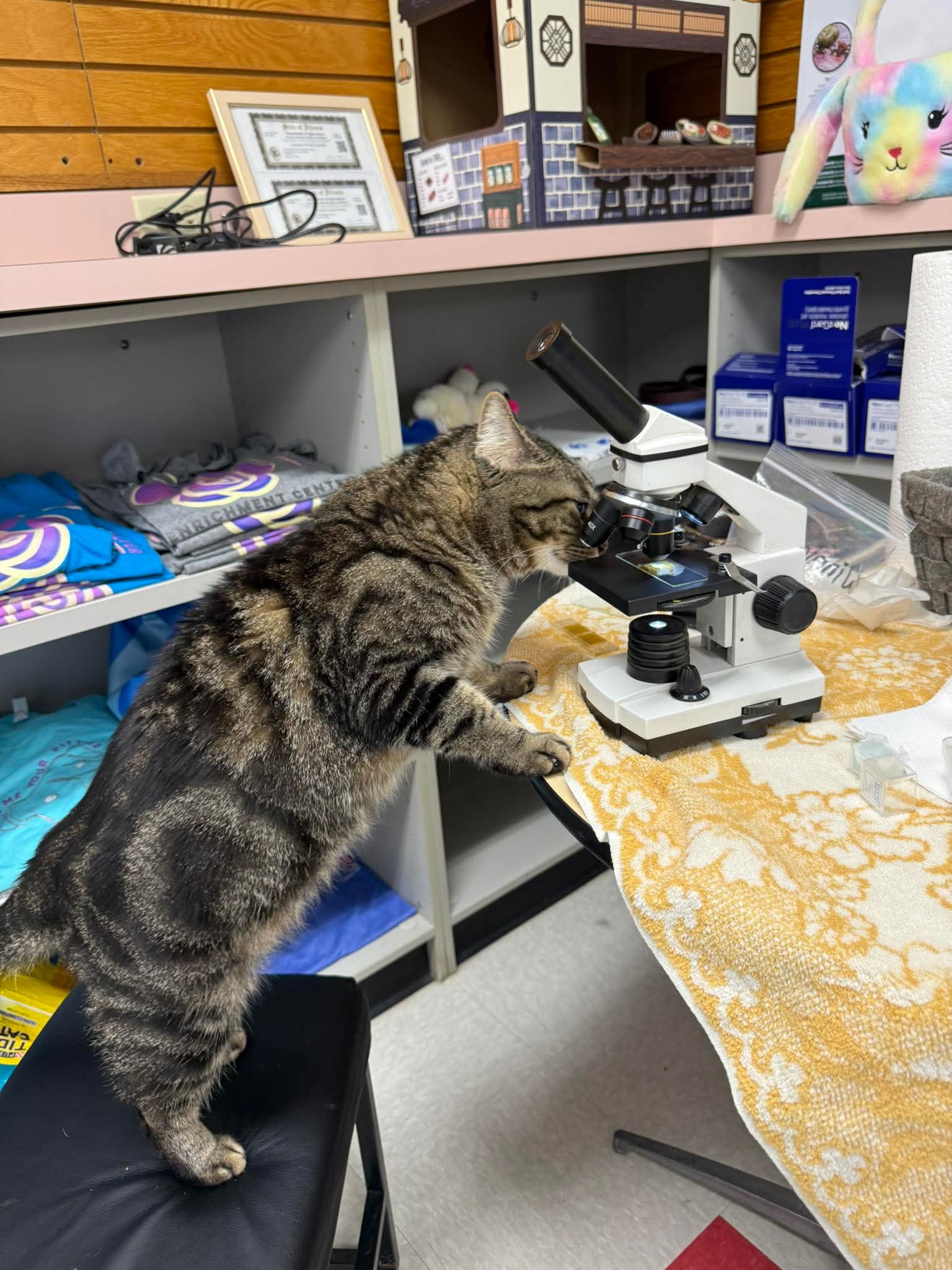 Science has confirmed Blank Meme Template