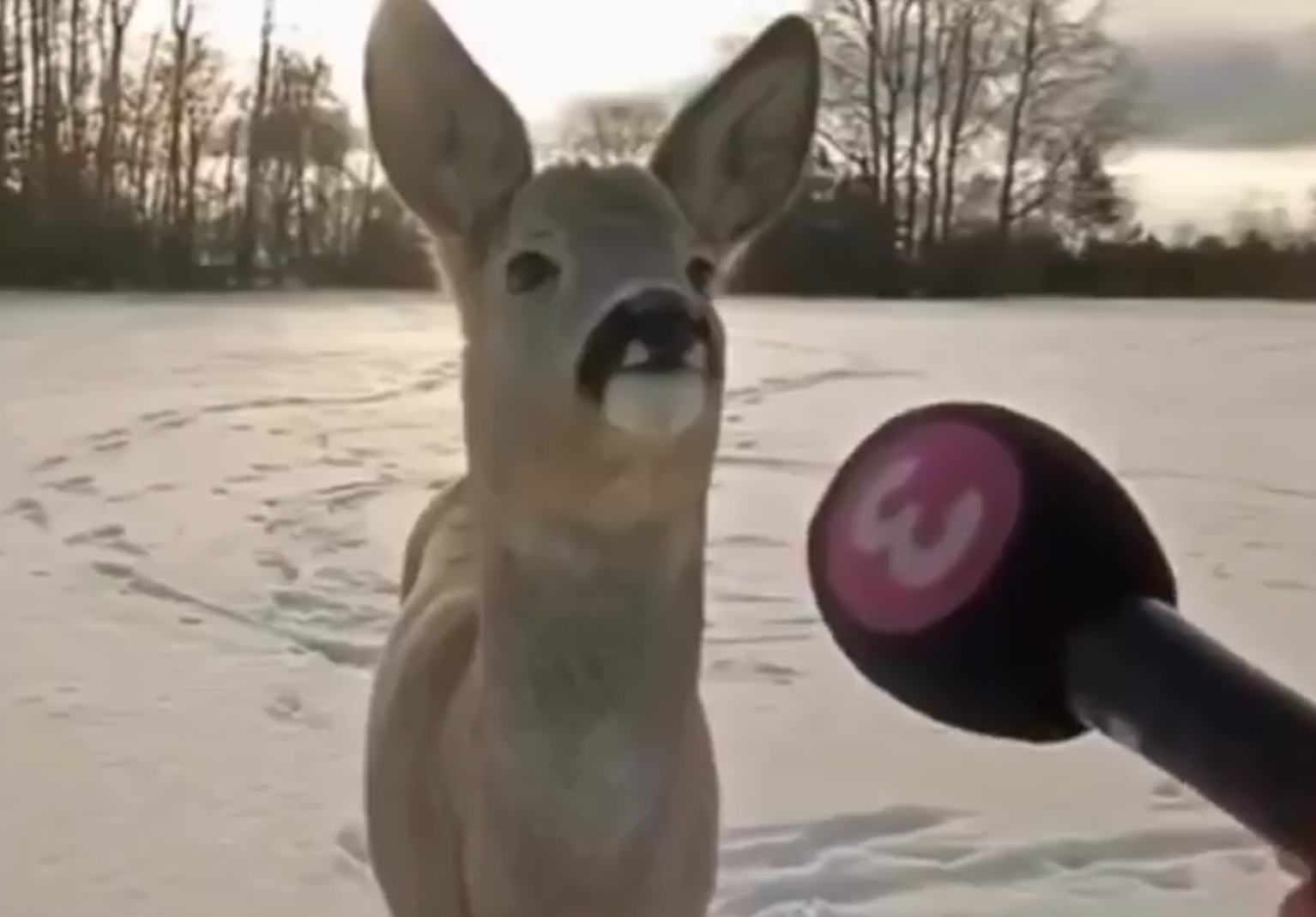 deer interview Blank Meme Template