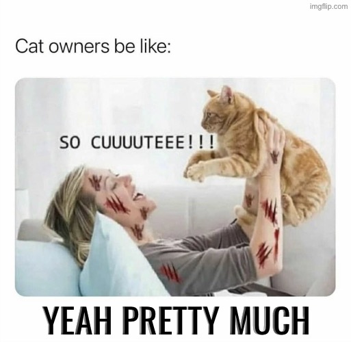 Yeah Pretty Much | YEAH PRETTY MUCH | image tagged in cats,funny cats,cute cats,domestic violence,evil overlord rules,tis but a scratch | made w/ Imgflip meme maker
