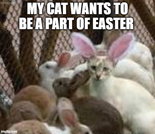 My cat really wants to be a part of Easter.   --  funny  -- | MY CAT WANTS TO BE A PART OF EASTER | image tagged in cat,funny,kittens,humor,easter,bunnies | made w/ Imgflip meme maker