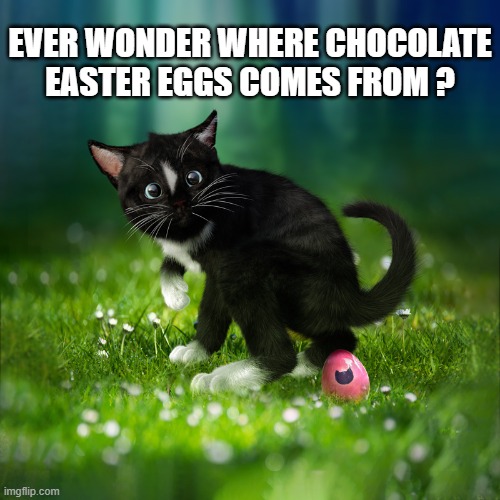 Have you ever wondered where chocolate Easter eggs come from? | EVER WONDER WHERE CHOCOLATE EASTER EGGS COMES FROM ? | image tagged in cat,kittens,funny,humor,easter,candy | made w/ Imgflip meme maker