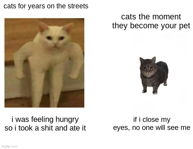 i do not understand felines | cats for years on the streets; cats the moment they become your pet; i was feeling hungry so i took a shit and ate it; if i close my eyes, no one will see me | image tagged in memes,buff doge vs cheems,cats | made w/ Imgflip meme maker