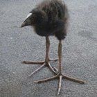 Tarnation Blank Meme Template