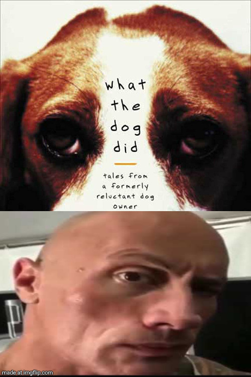 What the dog did | image tagged in what the dog did | made w/ Imgflip meme maker