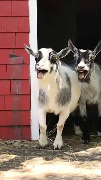 Two goats laugh Blank Meme Template