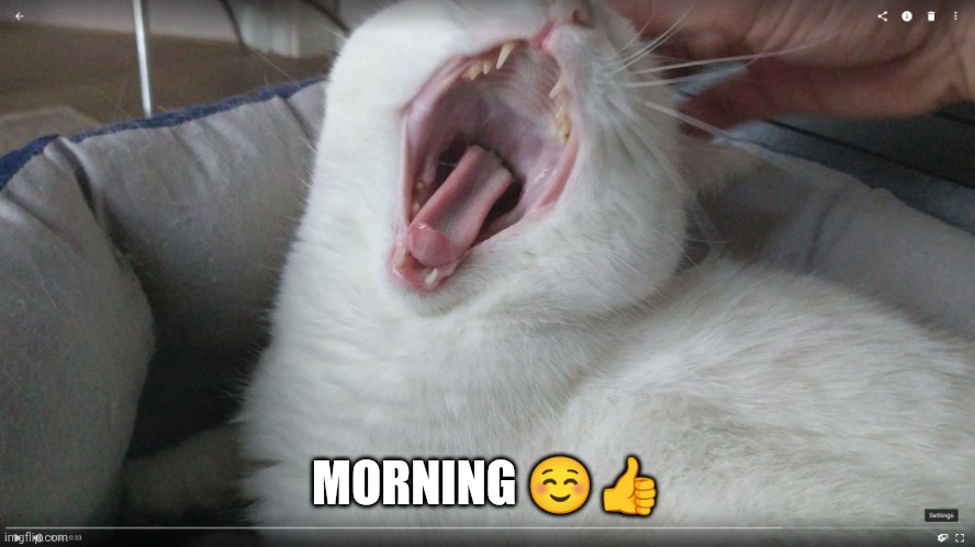 Cat yawning | MORNING ☺️? | image tagged in cat yawning | made w/ Imgflip meme maker