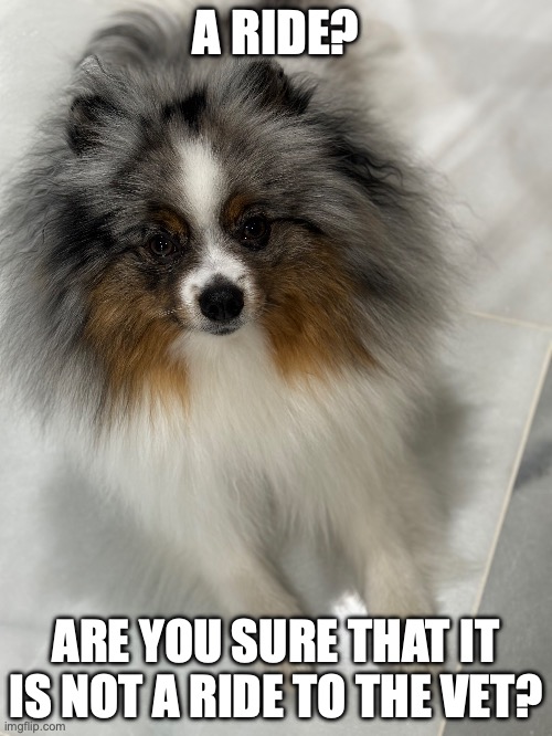 pom | A RIDE? ARE YOU SURE THAT IT IS NOT A RIDE TO THE VET? | made w/ Imgflip meme maker