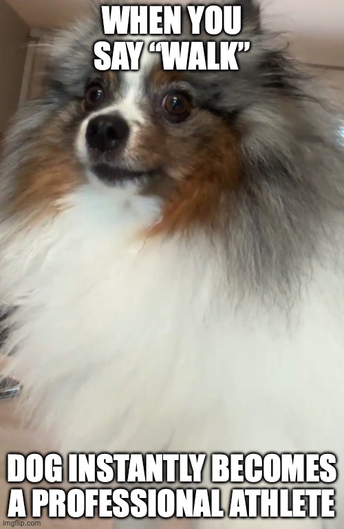 pom | WHEN YOU SAY “WALK”; DOG INSTANTLY BECOMES A PROFESSIONAL ATHLETE | made w/ Imgflip meme maker