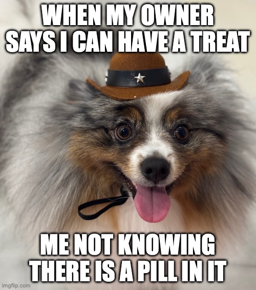 pom | WHEN MY OWNER SAYS I CAN HAVE A TREAT; ME NOT KNOWING THERE IS A PILL IN IT | made w/ Imgflip meme maker
