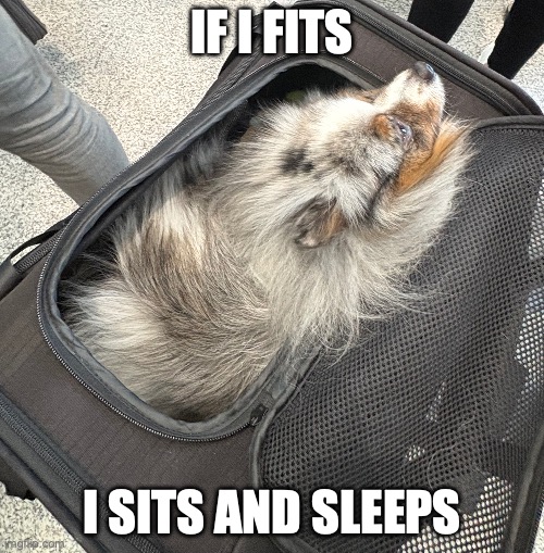 pom | IF I FITS; I SITS AND SLEEPS | image tagged in dog | made w/ Imgflip meme maker