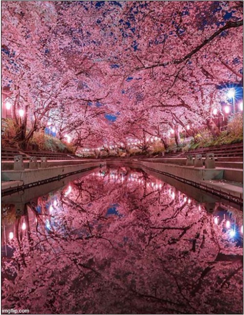 Cherry Blossom Festival Japan | image tagged in cherry,blossom,festival,japan | made w/ Imgflip meme maker