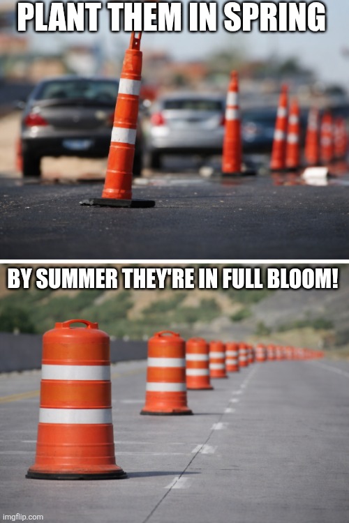 Plant Them In Spring | PLANT THEM IN SPRING; BY SUMMER THEY'RE IN FULL BLOOM! | image tagged in chrisjoines1 | made w/ Imgflip meme maker