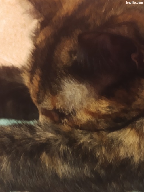 kiiity | made w/ Imgflip meme maker