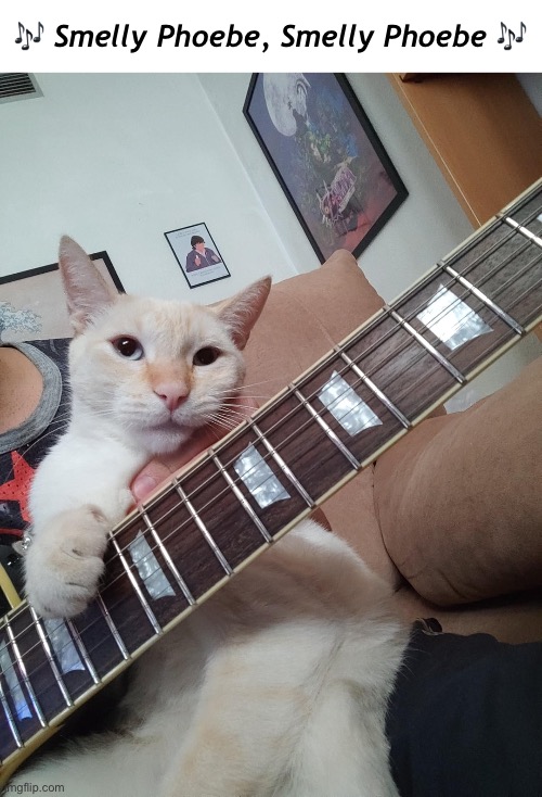 🎶 Smelly Phoebe, Smelly Phoebe 🎶 | image tagged in funny cat memes,friends,smelly cat | made w/ Imgflip meme maker