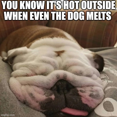 You Know It's Hot Outside When Even The Dog Melts | YOU KNOW IT'S HOT OUTSIDE WHEN EVEN THE DOG MELTS | image tagged in chrisjoines1 | made w/ Imgflip meme maker