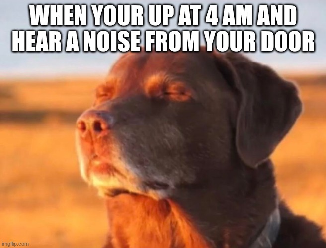 Dog accepting fate | WHEN YOUR UP AT 4 AM AND HEAR A NOISE FROM YOUR DOOR | image tagged in dog accepting fate | made w/ Imgflip meme maker