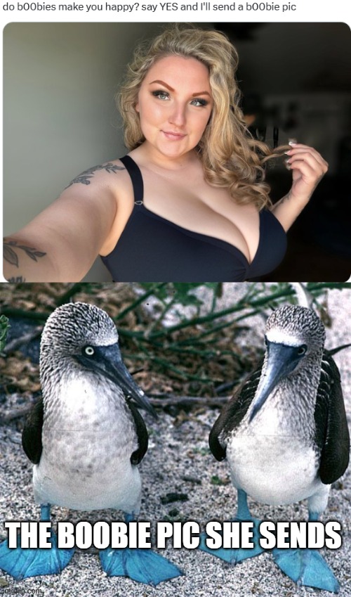 Send Boobies | THE BOOBIE PIC SHE SENDS | image tagged in blue footed boobies | made w/ Imgflip meme maker
