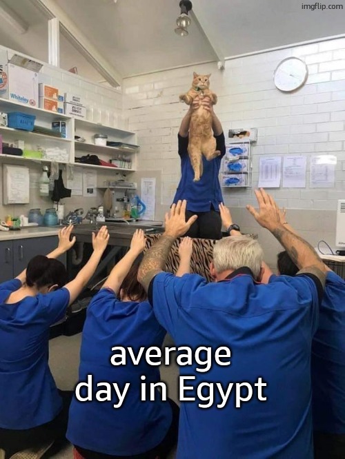 All Hail The Cat | average day in Egypt | image tagged in all hail the cat,funny,meme,funny meme,hi | made w/ Imgflip meme maker