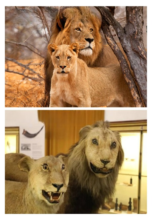 High VS Low Quality Blank Meme Template