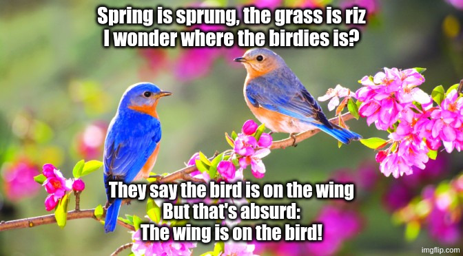 Spring birds | Spring is sprung, the grass is riz
I wonder where the birdies is? They say the bird is on the wing
But that's absurd:
The wing is on the bird! | image tagged in spring birds | made w/ Imgflip meme maker