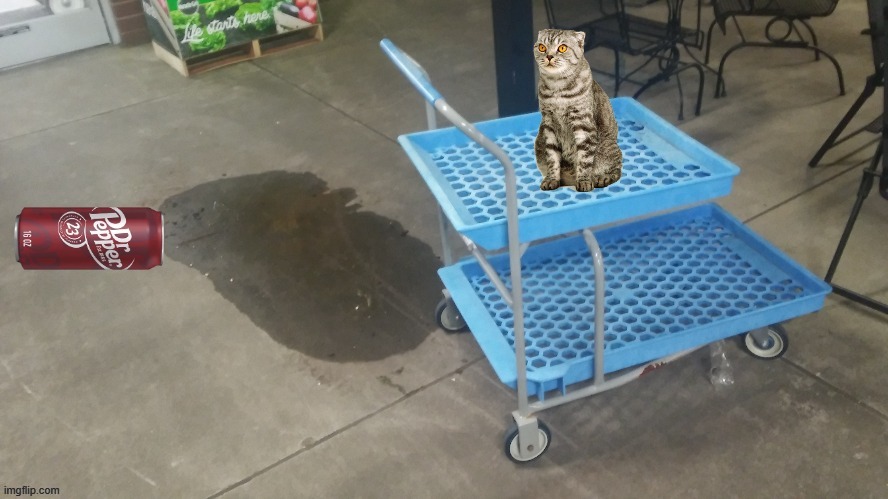 image tagged in cats,spilled,funny cats | made w/ Imgflip meme maker