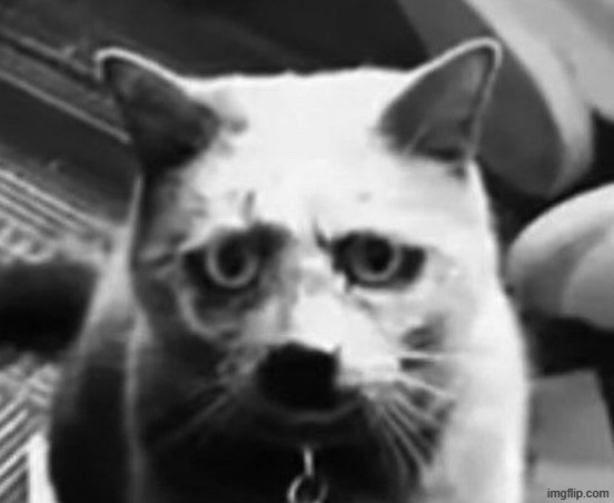 traumatized cat | image tagged in traumatized cat | made w/ Imgflip meme maker