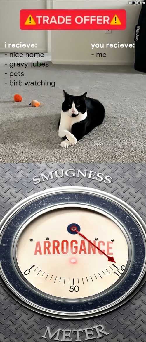 Trade Offer Cat | image tagged in cats,trade offer,arrogance,funny cats,smug,superior royalty | made w/ Imgflip meme maker