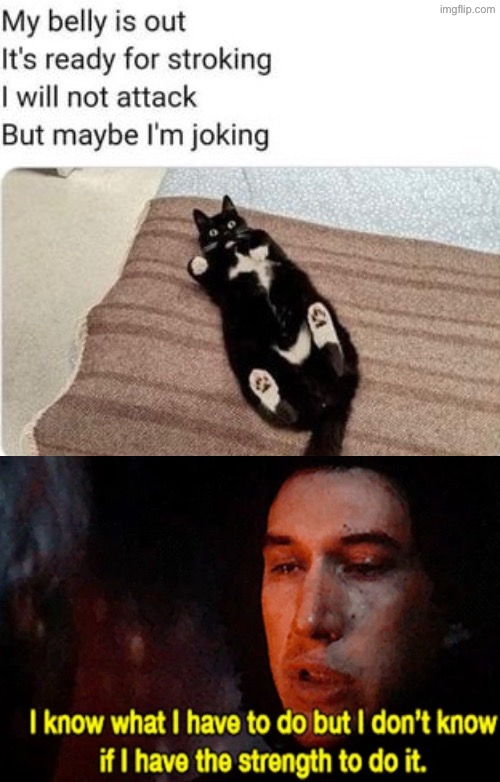 To Do Or Not To Do? | image tagged in cats,funny cats,don't do it,just do it,decisions decisions,panic | made w/ Imgflip meme maker