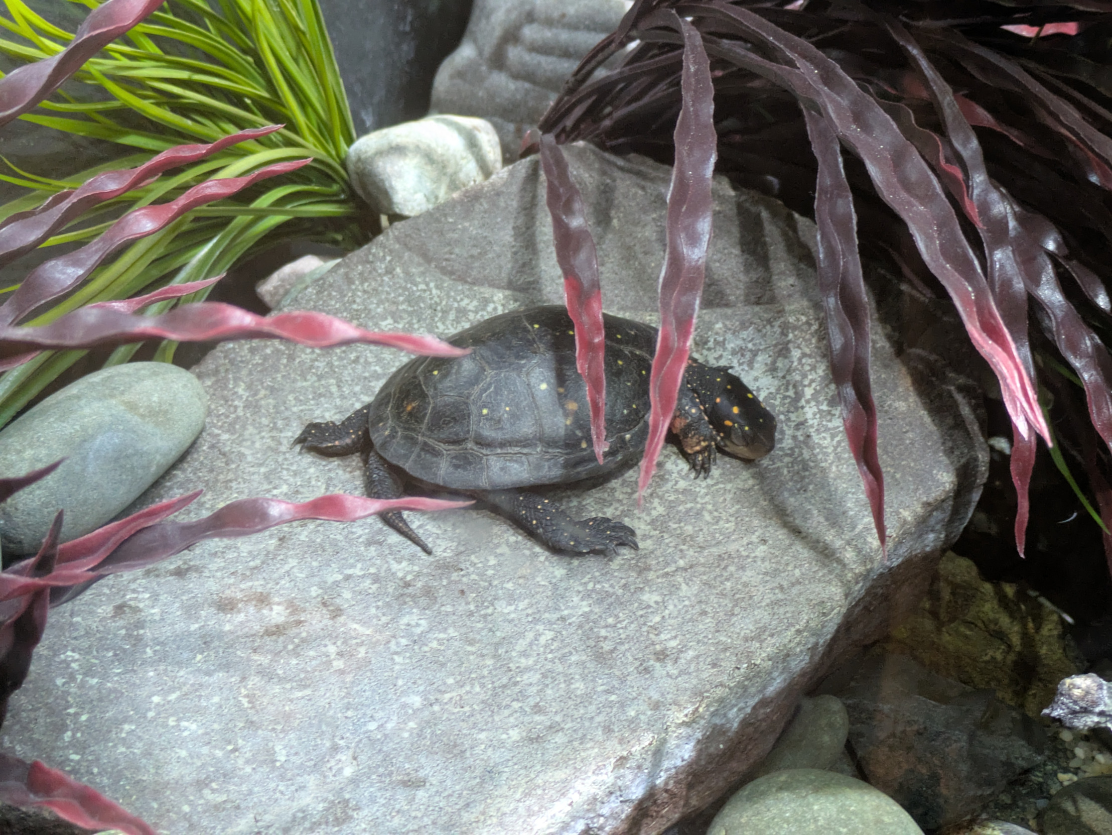 Sleepy Turtle Blank Meme Template