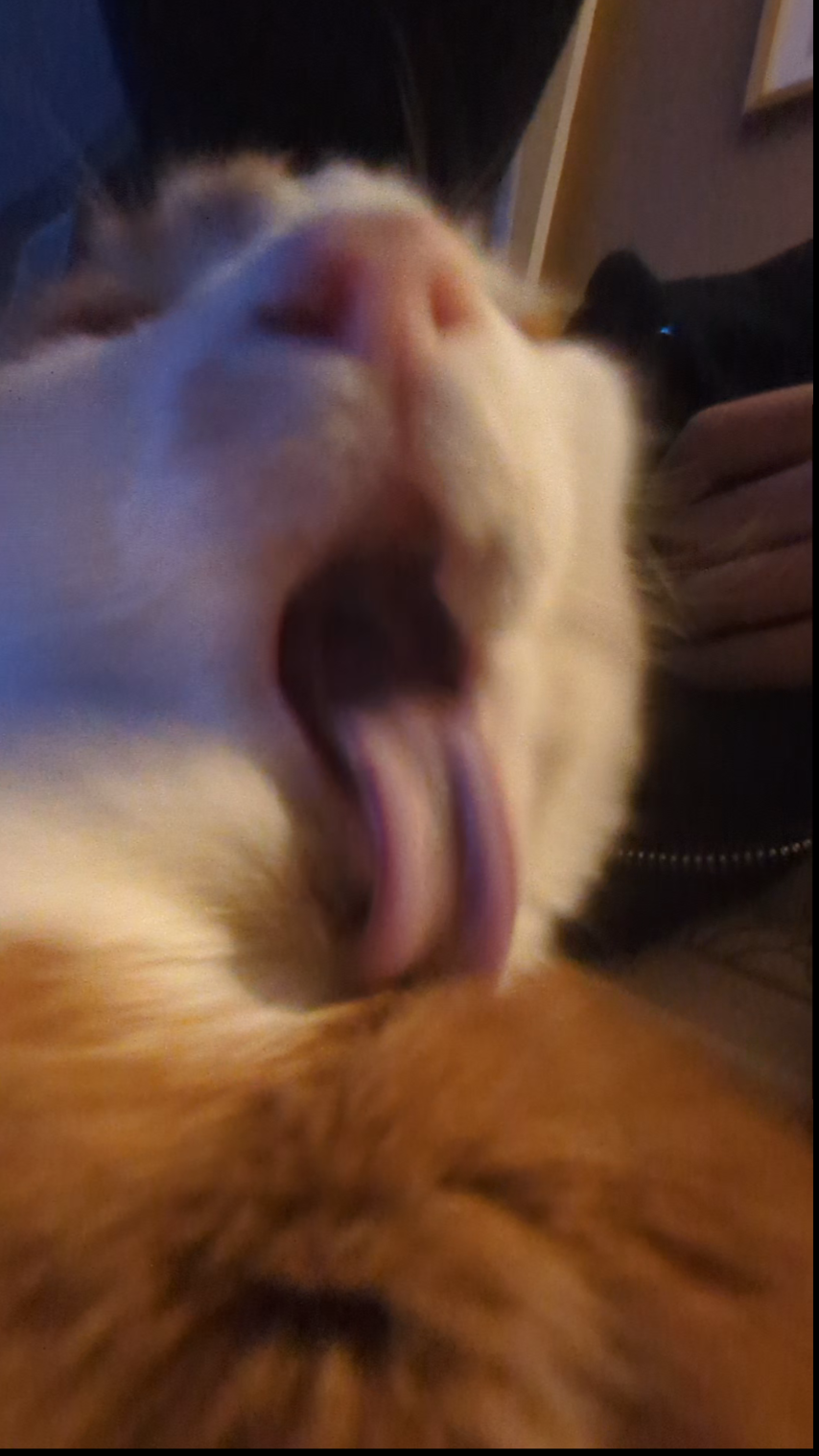 Ponytail Rainbow Sparkles Lick Attack Blank Meme Template