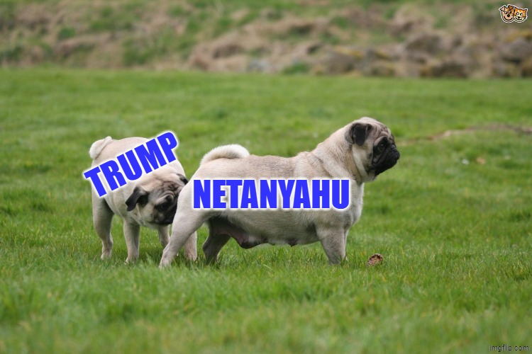 Trump loves certain smells. | NETANYAHU; TRUMP | image tagged in pug sniffing pug's butt,donald trump,donald trump approves,funny,dankmemes,politics | made w/ Imgflip meme maker