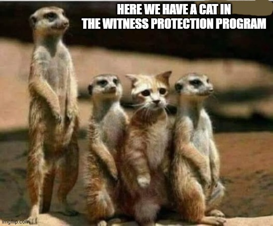 This cat was put into the witness relocation program.    --  funny  -- | Here we have a cat in the witness protection program | image tagged in cat,kittens,funny,humor,witnesses,joke | made w/ Imgflip meme maker