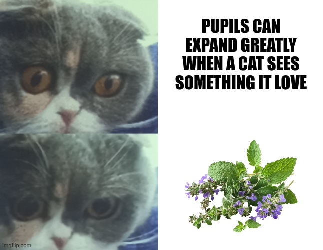 Pupils can expand greatly when a cat sees something it love | image tagged in memes,catnip,kitty | made w/ Imgflip meme maker