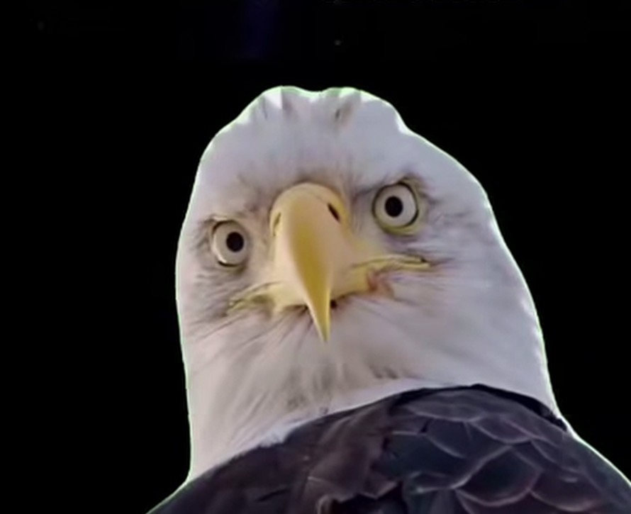 Needs Freedom Blank Meme Template