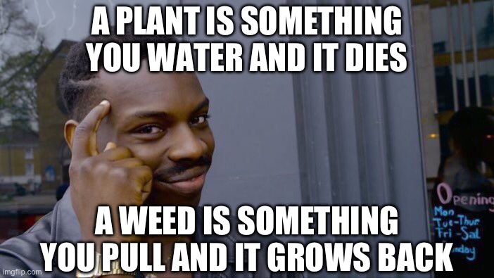Roll Safe Think About It Meme | A plant is something you water and it dies A weed is something you pull and it grows back | image tagged in memes,roll safe think about it | made w/ Imgflip meme maker