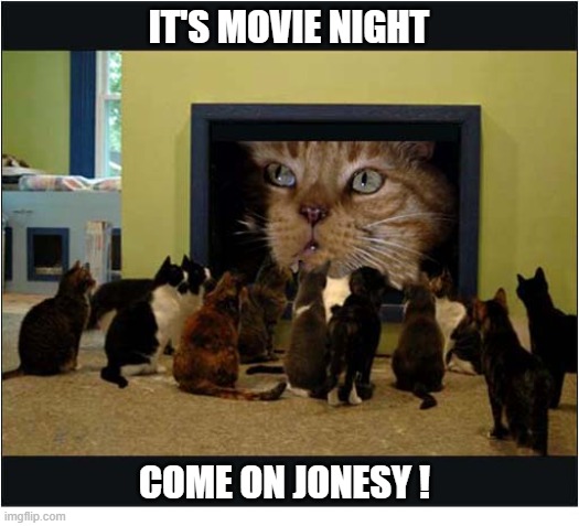 Cats Watching Their Favourite Film ! | it's Movie Night; Come On Jonesy ! | image tagged in cats,films,jonesy,alien | made w/ Imgflip meme maker