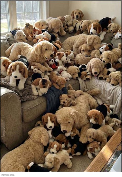 How Quickly Did You Spot The Actual Dogs ? | image tagged in dogs,cuddly toys | made w/ Imgflip meme maker