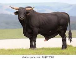 Big Bull Blank Meme Template