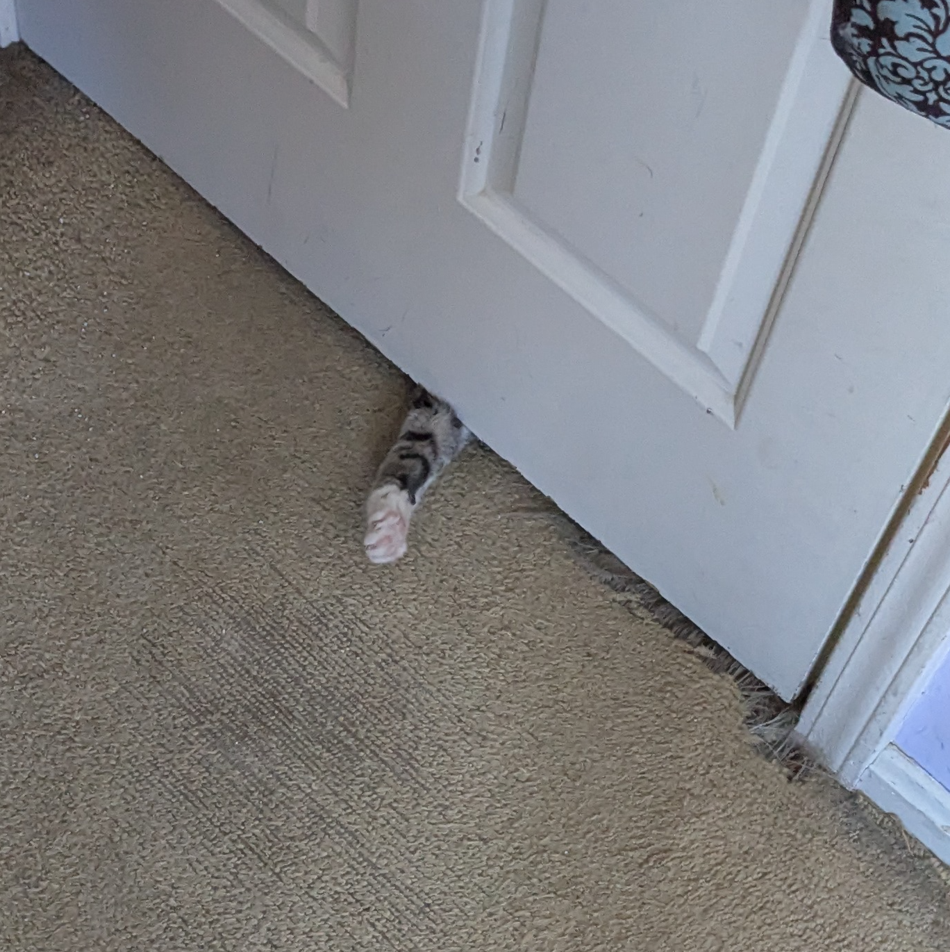 I crave your attention Blank Meme Template