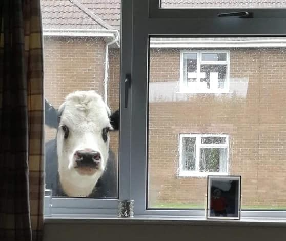 Chrisjoines1 Blank Meme Template