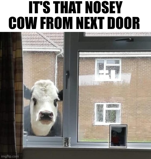 It's That Nosey Cow From Next Door | It's that nosey cow from next door | image tagged in chrisjoines1 | made w/ Imgflip meme maker