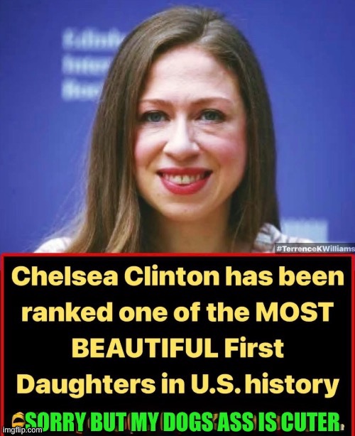 My dog feels sorry for me | image tagged in chelsea | made w/ Imgflip meme maker