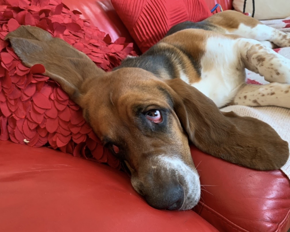 Hugo Blank Meme Template